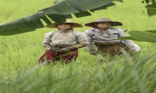 Zdjcie MYANMAR / Inle / Nyaungshwe / Na polu ryowym