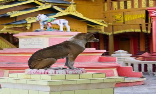 Zdjcie MYANMAR / Monywa / Monywa / :-)))