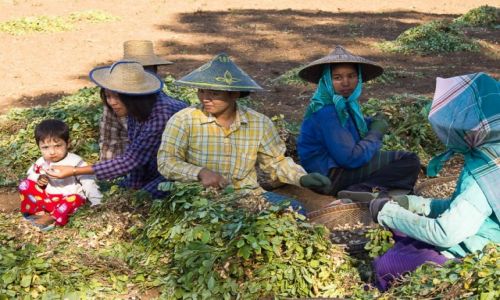Zdjecie MYANMAR / okolice Shwebo / przy drodze / Zbir orzeszkw ziemnych