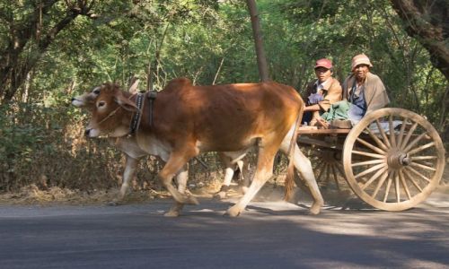 Zdjecie MYANMAR / okolice Bagan / okolice Bagan / Pojazd szybkobieny