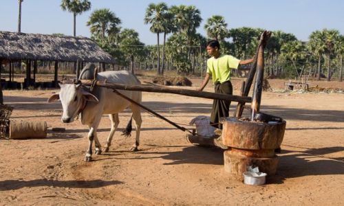 Zdjcie MYANMAR / Monywa District / po drodze / Toczenie oleju