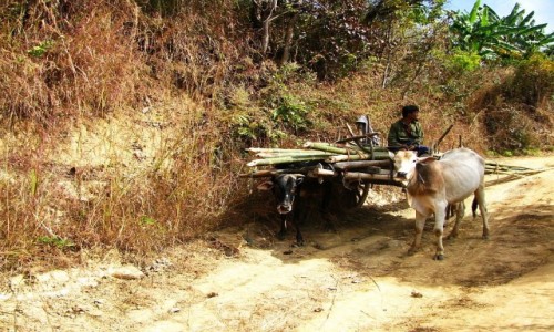 Zdjcie MYANMAR / jezioro Inle / trekking po grskich wioskach ludu Pa-O / spotkanie na szlaku