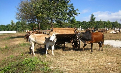 Zdjcie MYANMAR / stan Shan / trasa Taunggyi - Kakku / targ byda