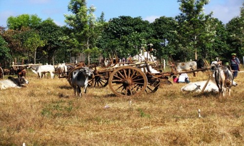 Zdjcie MYANMAR / stan Shan / trasa Taunggyi - Kakku / targ byda