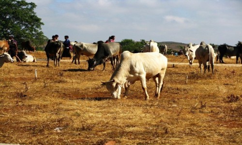 Zdjcie MYANMAR / stan Shan / trasa Taunggyi - Kakku / targ byda