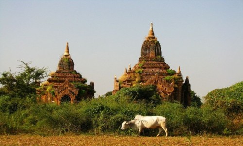 Zdjcie MYANMAR / centralny Myanmar / Bagan / pagody Baganu