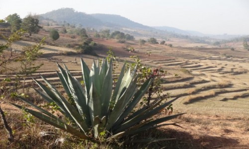 Zdjecie MYANMAR / Shan / treking z Kalaw nad Inle / terasy w porze suchej