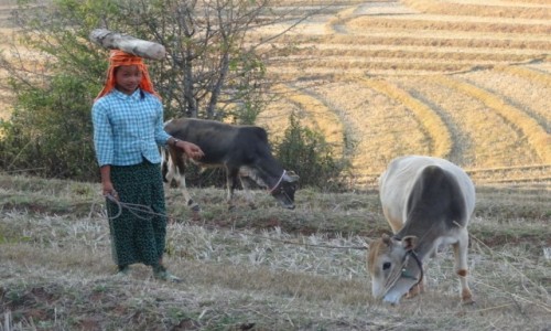 Zdjecie MYANMAR / Shan / treking z Kalaw nad Inle / transport opau