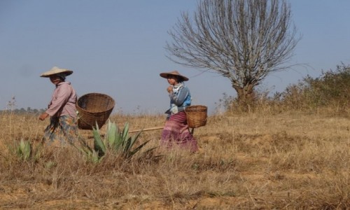 Zdjecie MYANMAR / Shan / treking z Kalaw nad Inle / w drodze do pracy