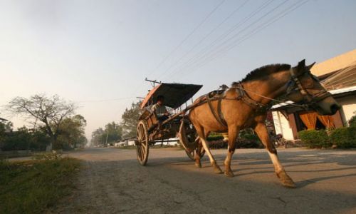 Zdjecie MYANMAR / nad jez.Inle / NYAUNGSHWE / ......Wio koniku...