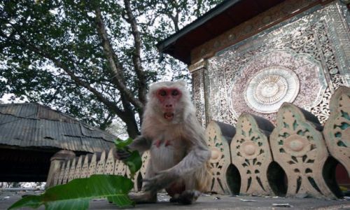 Zdjęcie MYANMAR / Przed wjazdem do BAGAN / Swiątynia na Górze Popa / Złośnica