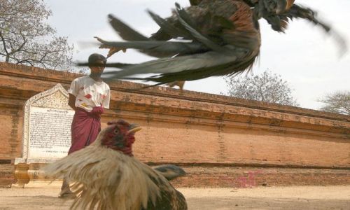 Zdjecie MYANMAR / brak / YANGON / Do pierwszej krwi