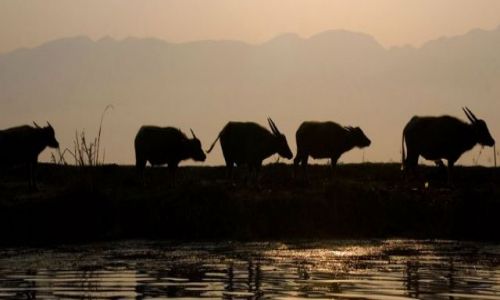 Zdjecie MYANMAR / brak / Jezioro INLE / ***