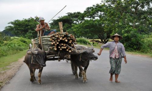 Zdjecie MYANMAR / brak / Gdzie midzy Bago a Inle Lake / Jeden z popularniejszych srodkow transportu :)