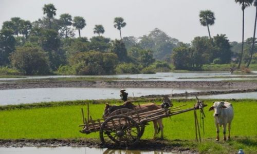 Zdjecie MYANMAR / - / Ava / Pola uprawne w danej Avie