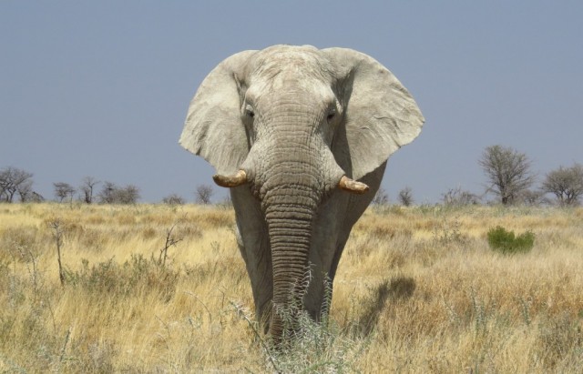 Zdj cia: Halali, Park Narodowy Etoszy, Jestem wielki, NAMIBIA