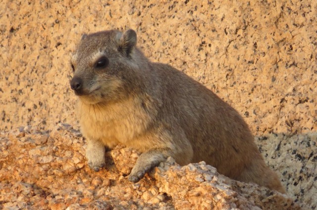 Zdj cia: wzniesienia na kempingu, Spitzkoppe, gralek przyldkowy, NAMIBIA