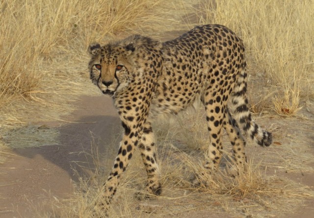 Zdj cia: potwarta farma, rodkowa Namibia, gepard, NAMIBIA