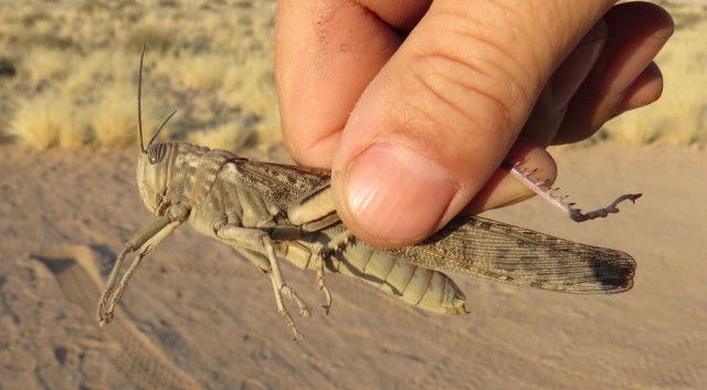 Zdj cia: kemping, Centralna Namibia, szaraczak, NAMIBIA