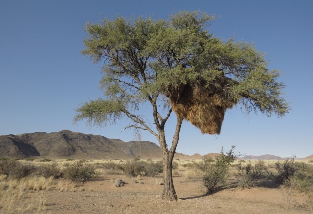 Zdj cia: sawanna, Centralna Namibia, ogromne gniazdo kolonii wikaczy, NAMIBIA
