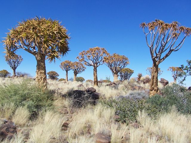 Zdjęcia: okolice Keetmanshop, Las drzew kołczanowych (quivera tree), NAMIBIA Zdjęcia: okolice Keetmanshop, Las drzew kołczanowych (quivera tree), NAMIBIA