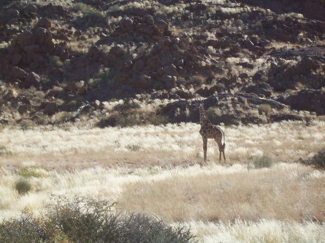 Zdjęcia: okolice Sossusvlei, gdzieś w okolicach Sossusvlei, NAMIBIA Zdjęcia: okolice Sossusvlei, gdzieś w okolicach Sossusvlei, NAMIBIA