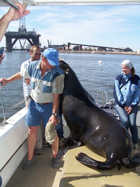 Zdjęcia: zatoka Walvis Bay, przytulanki uchatki z kapitanem, NAMIBIA Zdjęcia: zatoka Walvis Bay, przytulanki uchatki z kapitanem, NAMIBIA