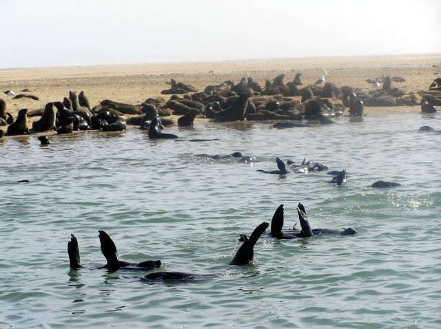 Zdjęcia: zatoka Walvis Bay, focze przedszkole, NAMIBIA Zdjęcia: zatoka Walvis Bay, focze przedszkole, NAMIBIA