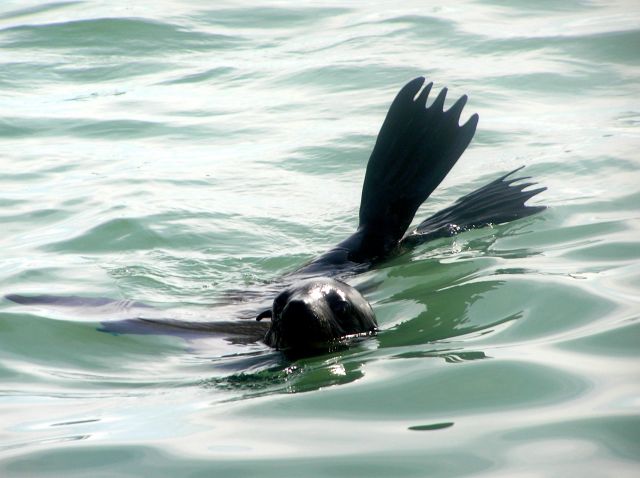 Zdjęcia: zatoka Walvis Bay, mała pięknotka, NAMIBIA Zdjęcia: zatoka Walvis Bay, mała pięknotka, NAMIBIA