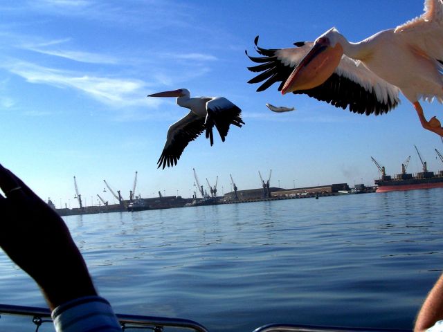 Zdjęcia: zatoka Walvis Bay, a może coś dadzą?, NAMIBIA Zdjęcia: zatoka Walvis Bay, a może coś dadzą?, NAMIBIA