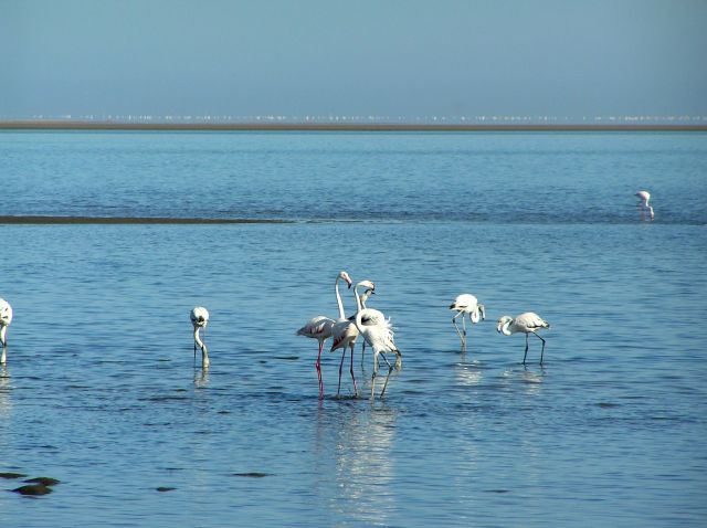 Zdjęcia: zatoka Walvis Bay, Flamingi, NAMIBIA Zdjęcia: zatoka Walvis Bay, Flamingi, NAMIBIA