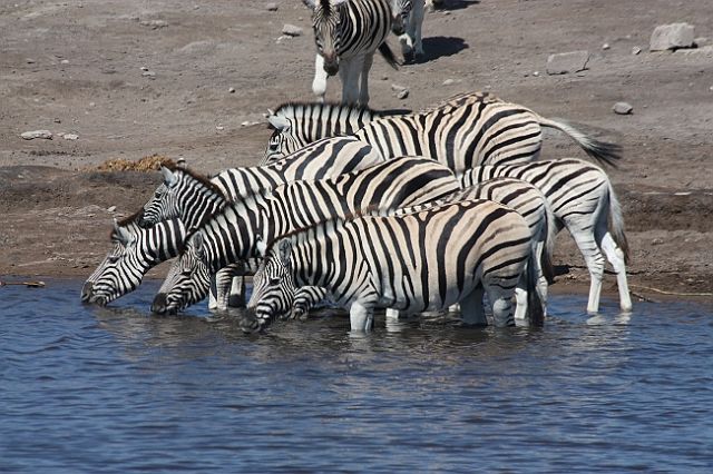 Zdjęcia: Etosha National Park, Nad wodopojem, NAMIBIA Zdjęcia: Etosha National Park, Nad wodopojem, NAMIBIA