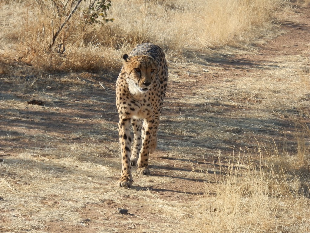 Zdjęcia: Otjitotongwe, Otjitotongwe Cheetah, Dziki gepard, NAMIBIA Zdjęcia: Otjitotongwe, Otjitotongwe Cheetah, Dziki gepard, NAMIBIA