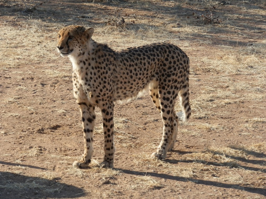 Zdjęcia: Otjitotongwe, Otjitotongwe Cheetah, Piękny, dostojny, NAMIBIA Zdjęcia: Otjitotongwe, Otjitotongwe Cheetah, Piękny, dostojny, NAMIBIA