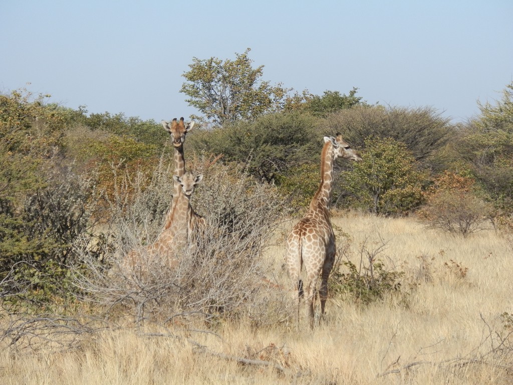 Zdjęcia: Opuwo, Opuwo, Natura wokół Opuwo, NAMIBIA Zdjęcia: Opuwo, Opuwo, Natura wokół Opuwo, NAMIBIA