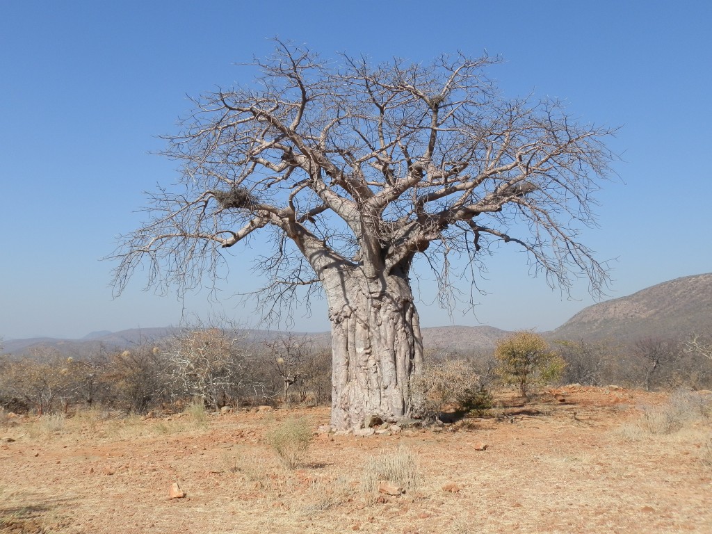 Zdjęcia: Epupa Falla, Okolice Epupa, Okazały baobab, NAMIBIA Zdjęcia: Epupa Falla, Okolice Epupa, Okazały baobab, NAMIBIA