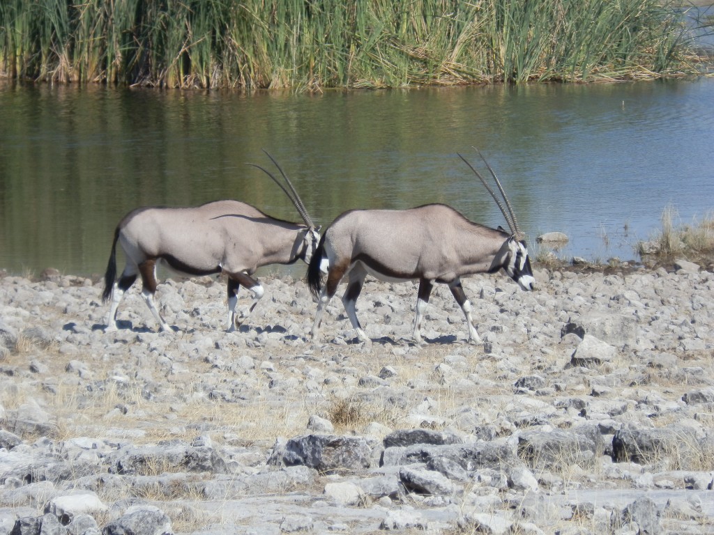 Zdjęcia: Park Etosha, Park Etosha, Przy wodzie, NAMIBIA Zdjęcia: Park Etosha, Park Etosha, Przy wodzie, NAMIBIA