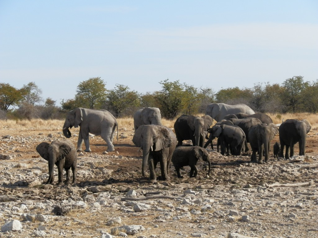 Zdjęcia: Park Etosha, Park Etosha, Pojedli, popili, NAMIBIA Zdjęcia: Park Etosha, Park Etosha, Pojedli, popili, NAMIBIA