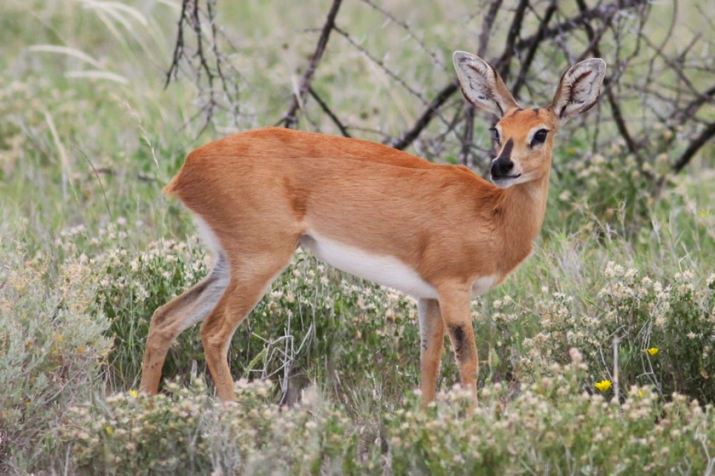 Zdjęcia: Etosha, Etosha National Park, Antylopa steenbok, NAMIBIA Zdjęcia: Etosha, Etosha National Park, Antylopa steenbok, NAMIBIA