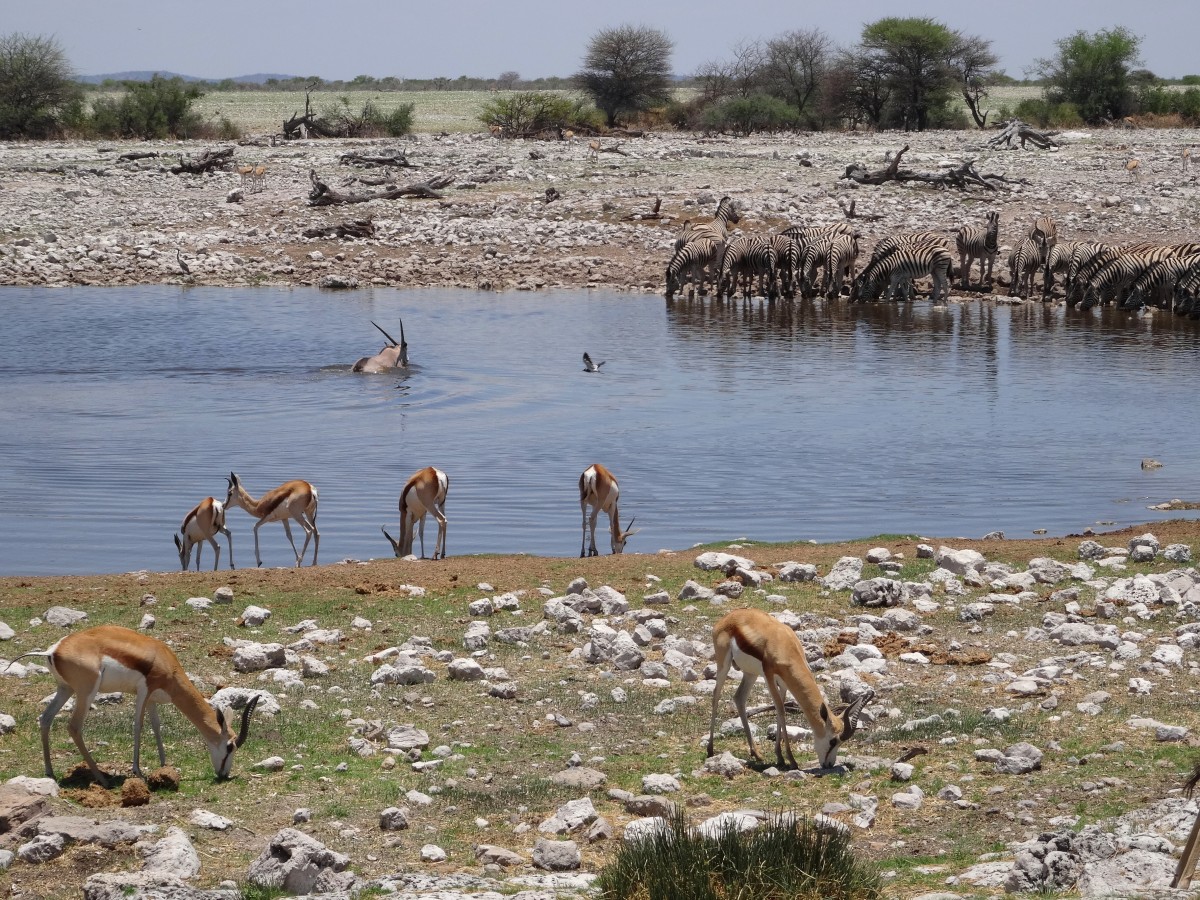 Zdjęcia: Przy wodopoju, Etosha, Przy wodopojach ciagle zmieniały się stada zwierząt, NAMIBIA Zdjęcia: Przy wodopoju, Etosha, Przy wodopojach ciagle zmieniały się stada zwierząt, NAMIBIA