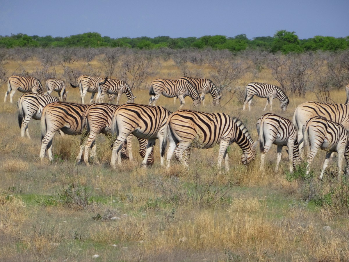 Zdjęcia: Na sawannie, Etosha, Pupcie w paski, NAMIBIA Zdjęcia: Na sawannie, Etosha, Pupcie w paski, NAMIBIA