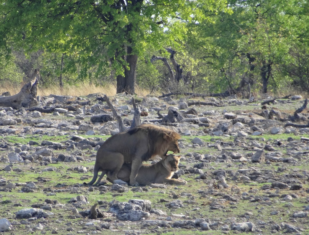 Zdjęcia: gdzies na sawannie, Etosha, Wyglada na zadowoloną..., NAMIBIA Zdjęcia: gdzies na sawannie, Etosha, Wyglada na zadowoloną..., NAMIBIA