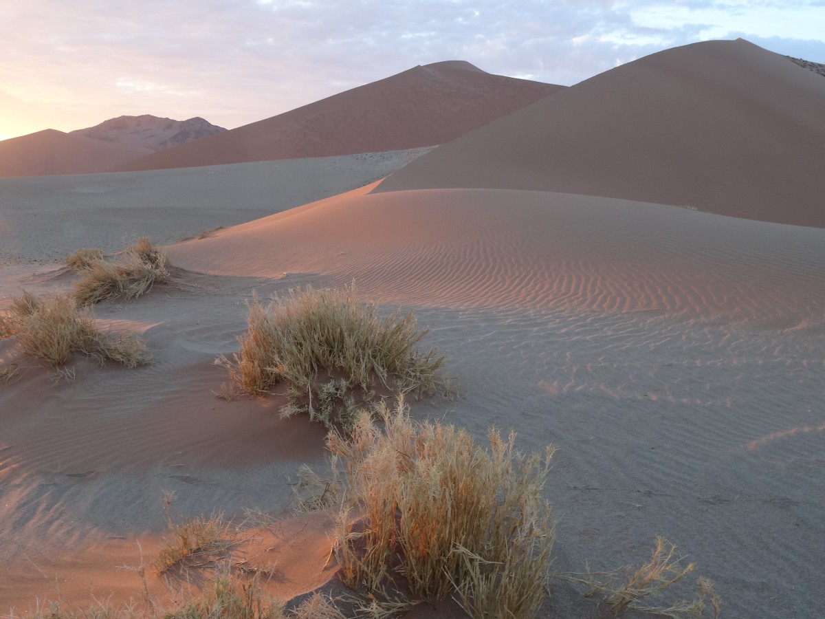 Do Powstania Pustyni Namib Przyczynił Się Zdjęcia: Park Narodowy Namib Naukluft, pod wydmą 45, Pustynia Namib
