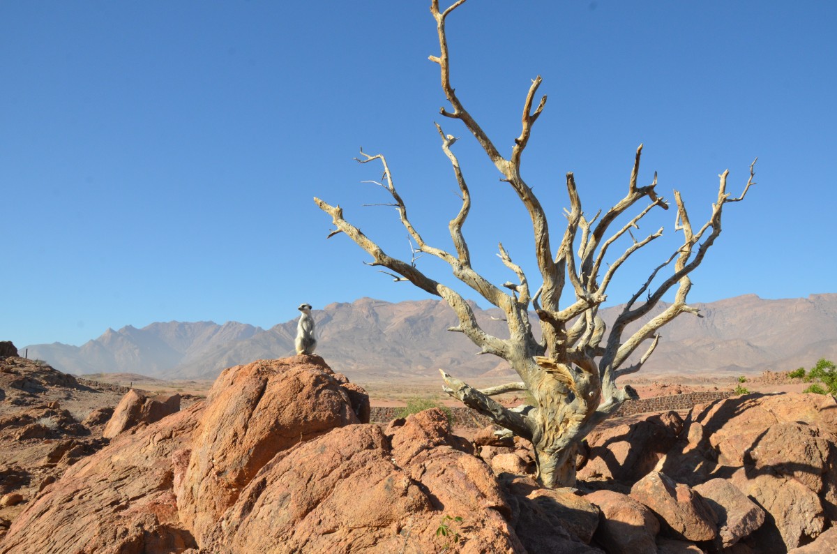 Zdjęcia: oaza, Pustynia Namib, Surykatka, NAMIBIA Zdjęcia: oaza, Pustynia Namib, Surykatka, NAMIBIA