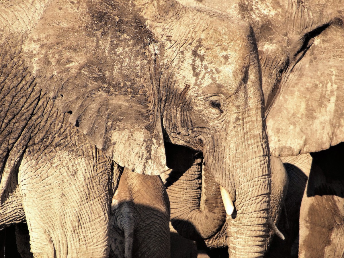 Zdjęcia: teren parku, PN ETOSHA, Przewodniczka stada, NAMIBIA Zdjęcia: teren parku, PN ETOSHA, Przewodniczka stada, NAMIBIA