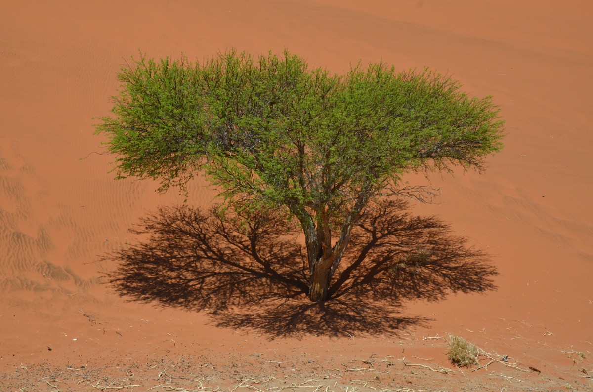 Zdjęcia: wydma, Pustynia Namib, samotnie, NAMIBIA Zdjęcia: wydma, Pustynia Namib, samotnie, NAMIBIA