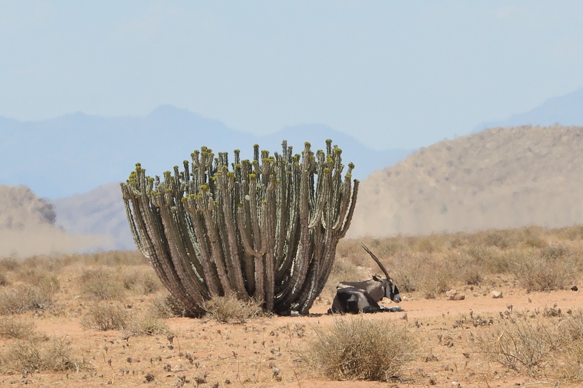 Zdjęcia: przy drodze do Welvis Bay, Park Narodowy Namib, Sjesta, NAMIBIA Zdjęcia: przy drodze do Welvis Bay, Park Narodowy Namib, Sjesta, NAMIBIA