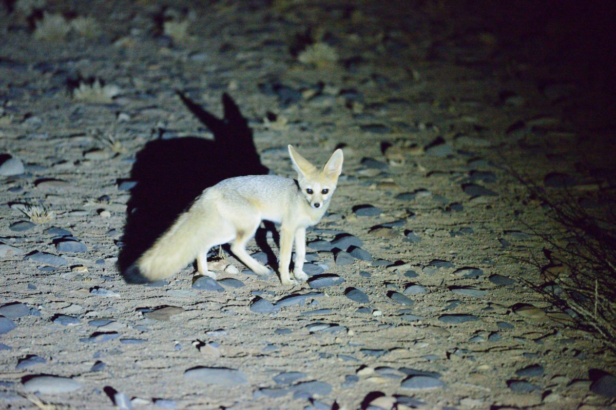 Zdjęcia: Pustynia Namib, Park Narodowy Namib, Przyłapany nocą, NAMIBIA Zdjęcia: Pustynia Namib, Park Narodowy Namib, Przyłapany nocą, NAMIBIA