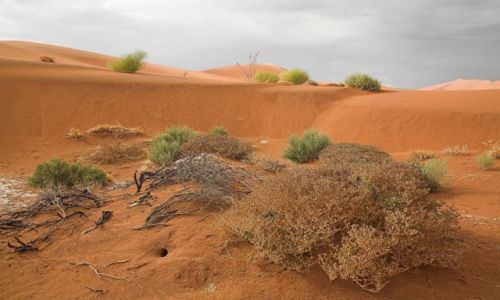 Zdjęcie NAMIBIA / Pustynia Nanib / Park Narodowy Sossuvlei  / Nanib