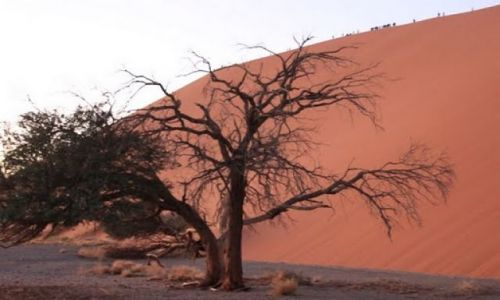 Zdjęcie NAMIBIA / - / Pustynia Namib / Sossusvlei